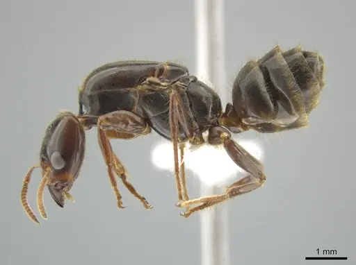 Azteca coeruleipennis - CASENT0631814