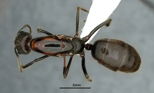 Azteca coeruleipennis - CASENT0886052