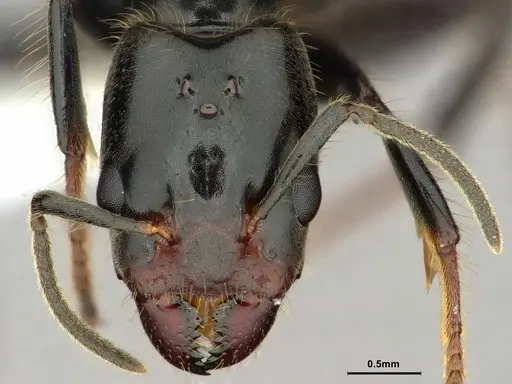 Azteca coeruleipennis - CASENT0886052