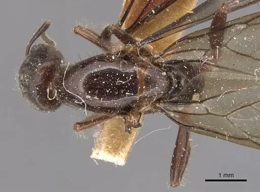 Azteca coeruleipennis - CASENT0905076