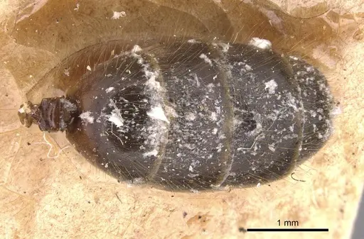 Azteca coeruleipennis - CASENT0905076