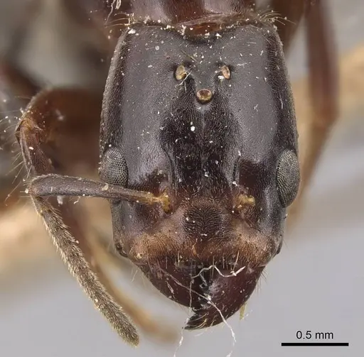 Azteca coeruleipennis - CASENT0905076