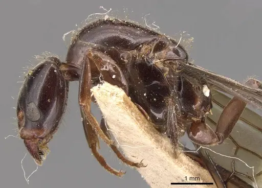 Azteca coeruleipennis - CASENT0905076