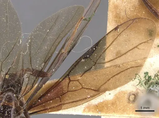 Azteca coeruleipennis - CASENT0905076