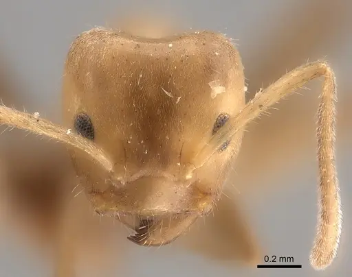 Azteca coeruleipennis - CASTYPE00609