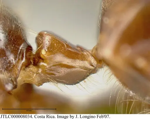 Azteca coeruleipennis - JTLC000008034