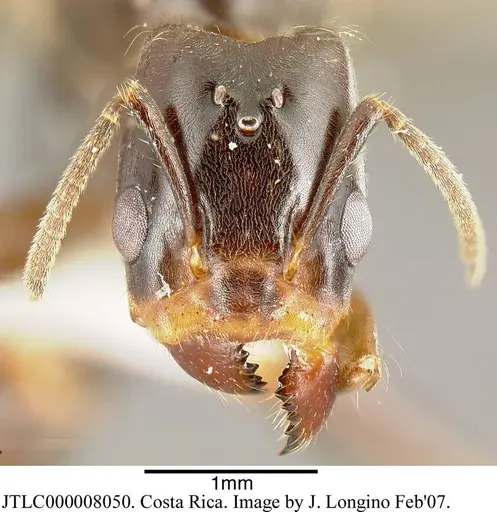 Azteca coeruleipennis - JTLC000008050