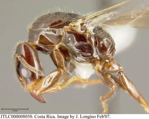 Azteca coeruleipennis - JTLC000008050