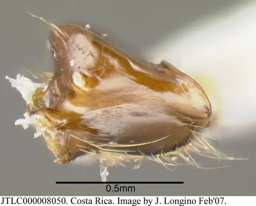 Azteca coeruleipennis - JTLC000008050