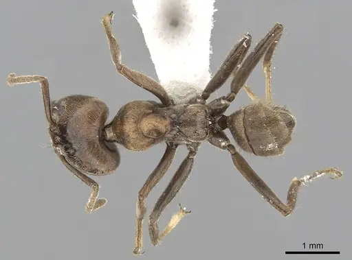 Azteca constructor specimen