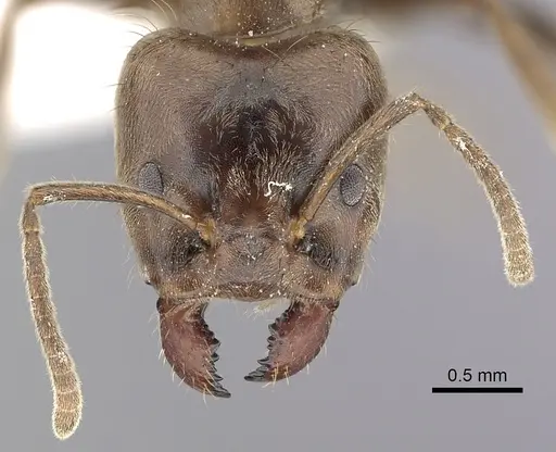 Azteca constructor specimen