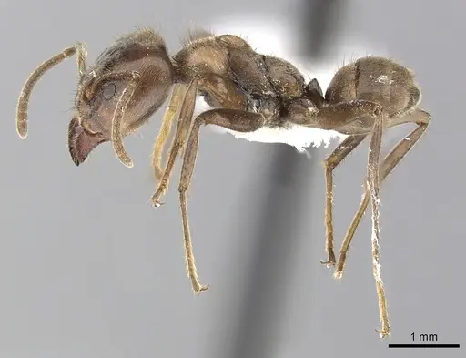 Azteca constructor specimen