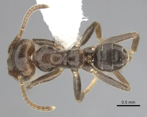 Azteca constructor - CASENT0249538