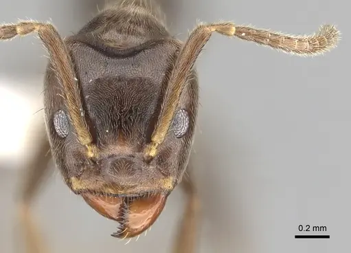 Azteca constructor - CASENT0249538