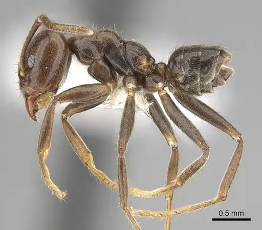 Azteca constructor - CASENT0249538