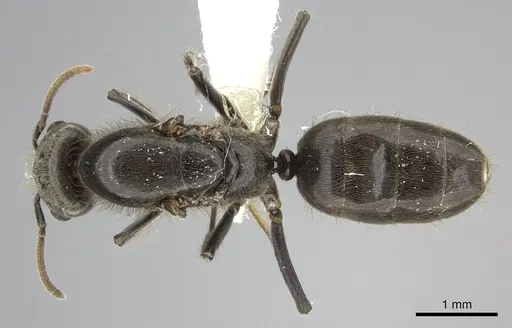 Azteca constructor - CASENT0249594