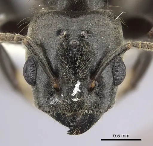 Azteca constructor - CASENT0249594