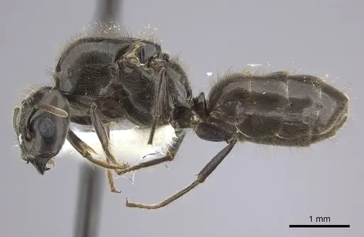 Azteca constructor - CASENT0249594