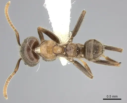 Azteca constructor - CASENT0249595