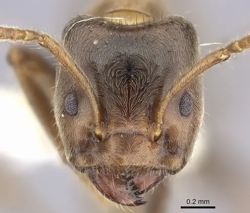 Azteca constructor - CASENT0249595