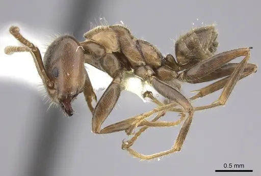 Azteca constructor - CASENT0249595