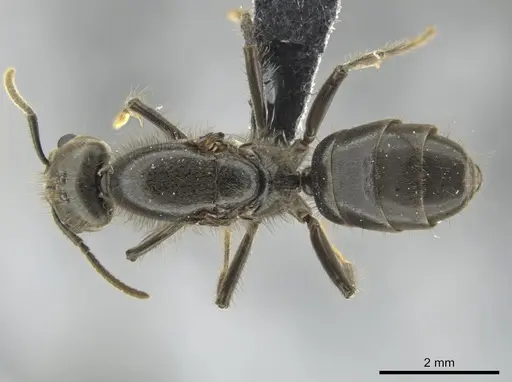 Azteca constructor - CASENT0649876