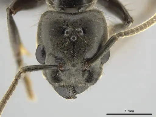 Azteca constructor - CASENT0649876