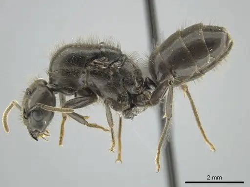 Azteca constructor - CASENT0649876