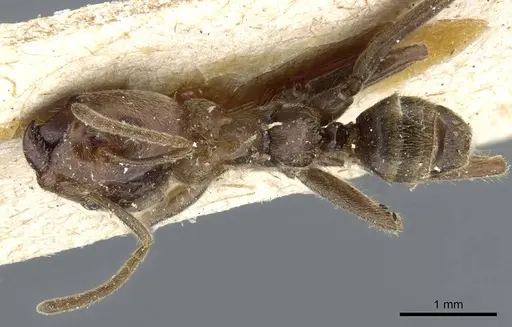 Azteca constructor - CASENT0905098