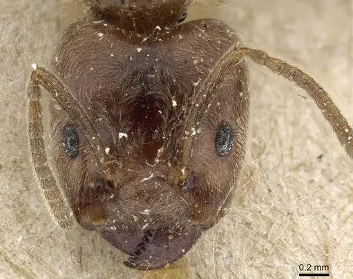 Azteca constructor - CASENT0905098