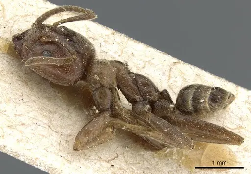 Azteca constructor - CASENT0905098