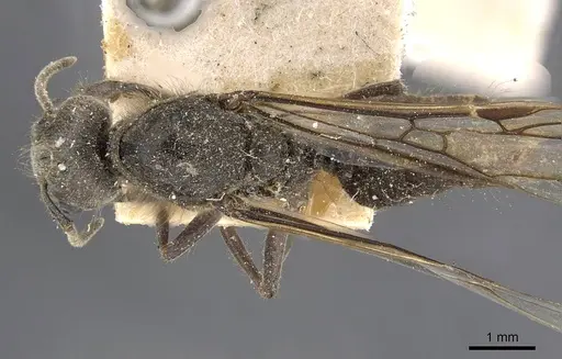 Azteca constructor - CASENT0909623