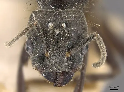 Azteca constructor - CASENT0909623