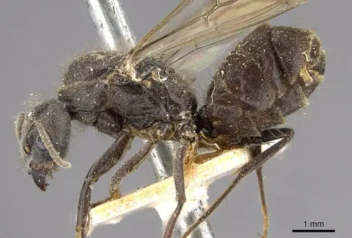 Azteca constructor - CASENT0909623