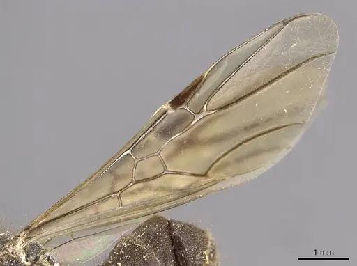 Azteca constructor - CASENT0909623