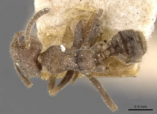 Azteca constructor - CASENT0909624