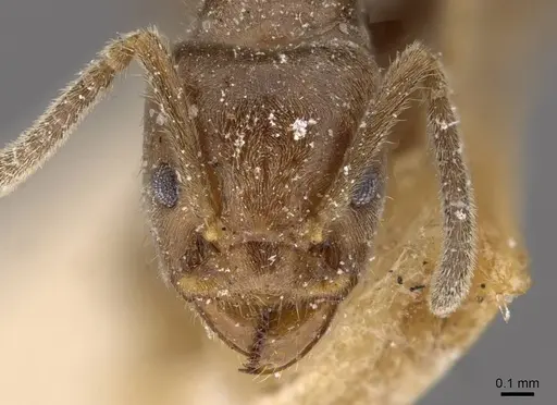 Azteca constructor - CASENT0909624