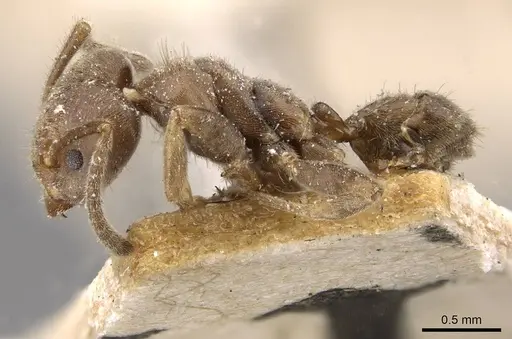 Azteca constructor - CASENT0909624