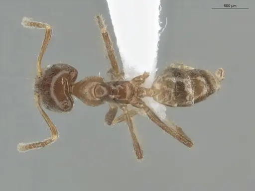 Azteca constructor - ECOFOG-LA15-0290-23