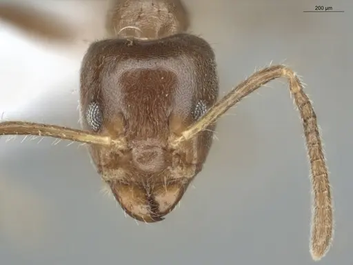 Azteca constructor - ECOFOG-LA15-0290-23