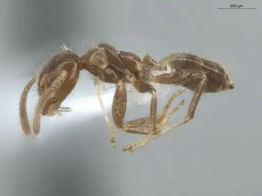 Azteca constructor - ECOFOG-LA15-0290-23