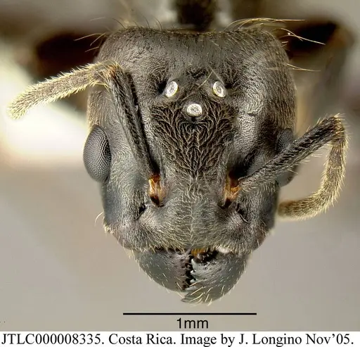 Azteca constructor - JTLC000008335