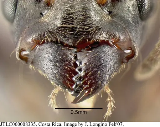 Azteca constructor - JTLC000008335