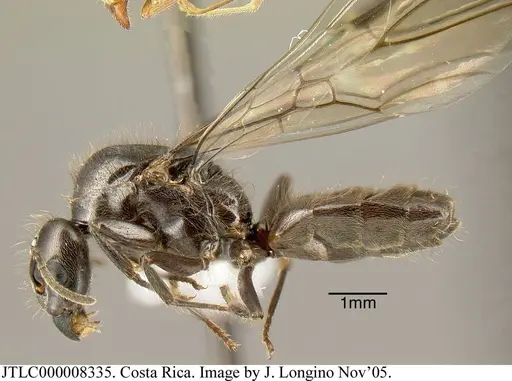 Azteca constructor - JTLC000008335