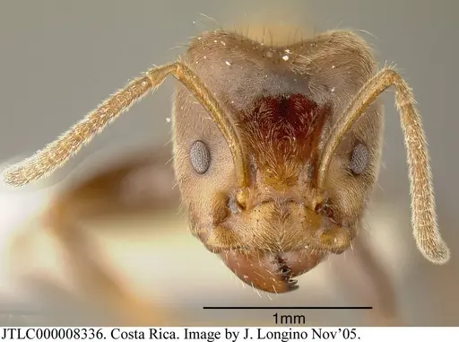 Azteca constructor - JTLC000008336