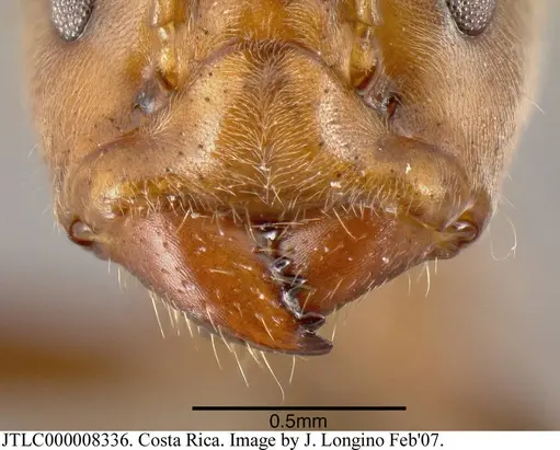 Azteca constructor - JTLC000008336