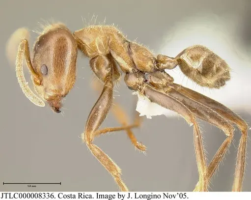 Azteca constructor - JTLC000008336