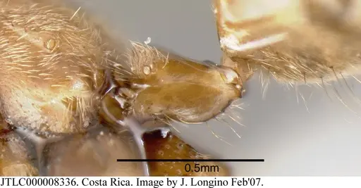 Azteca constructor - JTLC000008336