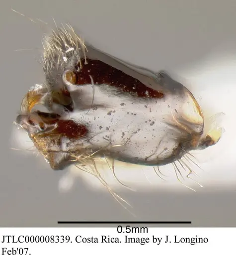 Azteca constructor - JTLC000008339