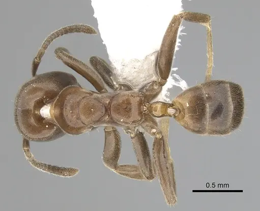 Azteca cordincola specimen
